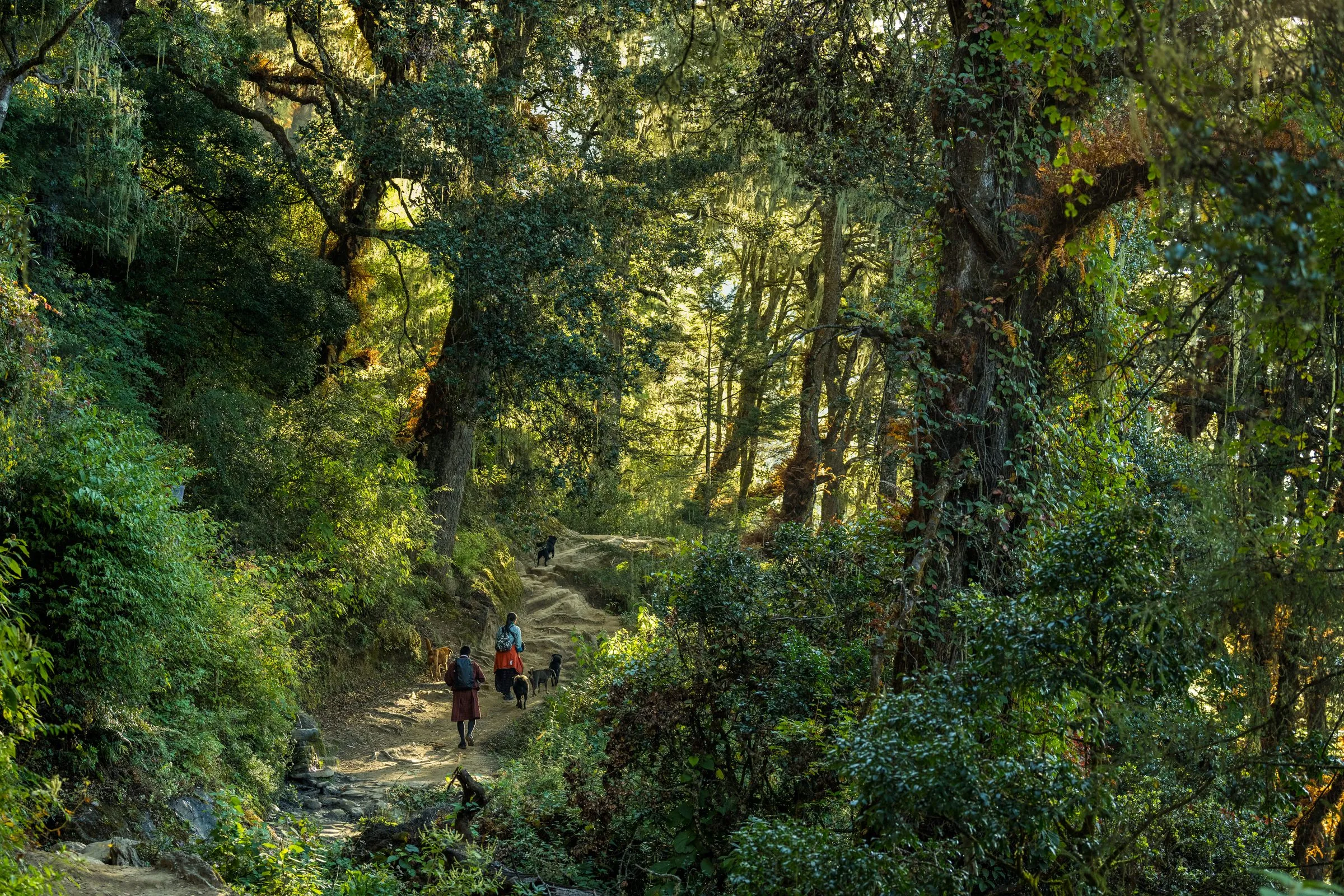 A forest trail in Bhutan with walkers on the path, in dappled light
